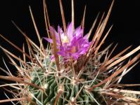 Thumbnail of 0857_Echinofossulocactus dichroacanthus_20140417(1).JPG
